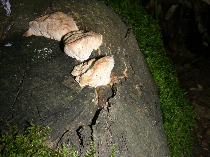 1091 Luglio vecchio ritrovamento